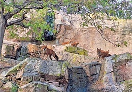 Grupo de dholes en Terra Natura Benidorm.