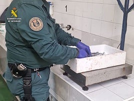 Guardia Civil con el boquerón inmaduro.