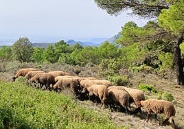 Rebaño de ovejas pastando en los montes de Xixona.