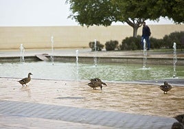 Patos en la fuente de la Biblioteca General de la Universidad de Alicante.