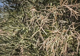 Olivar afectado por la xylella fastidiosa.