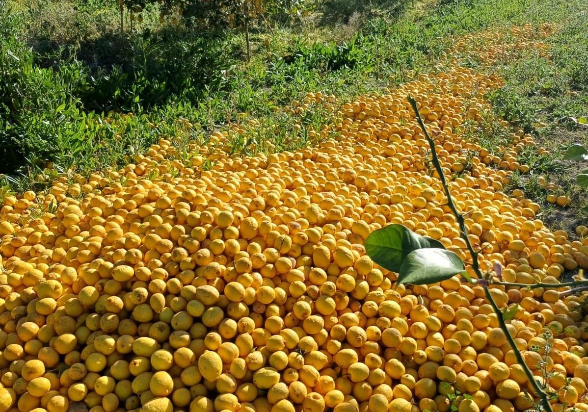 Limones en el suelo de una plantación de cítricos.