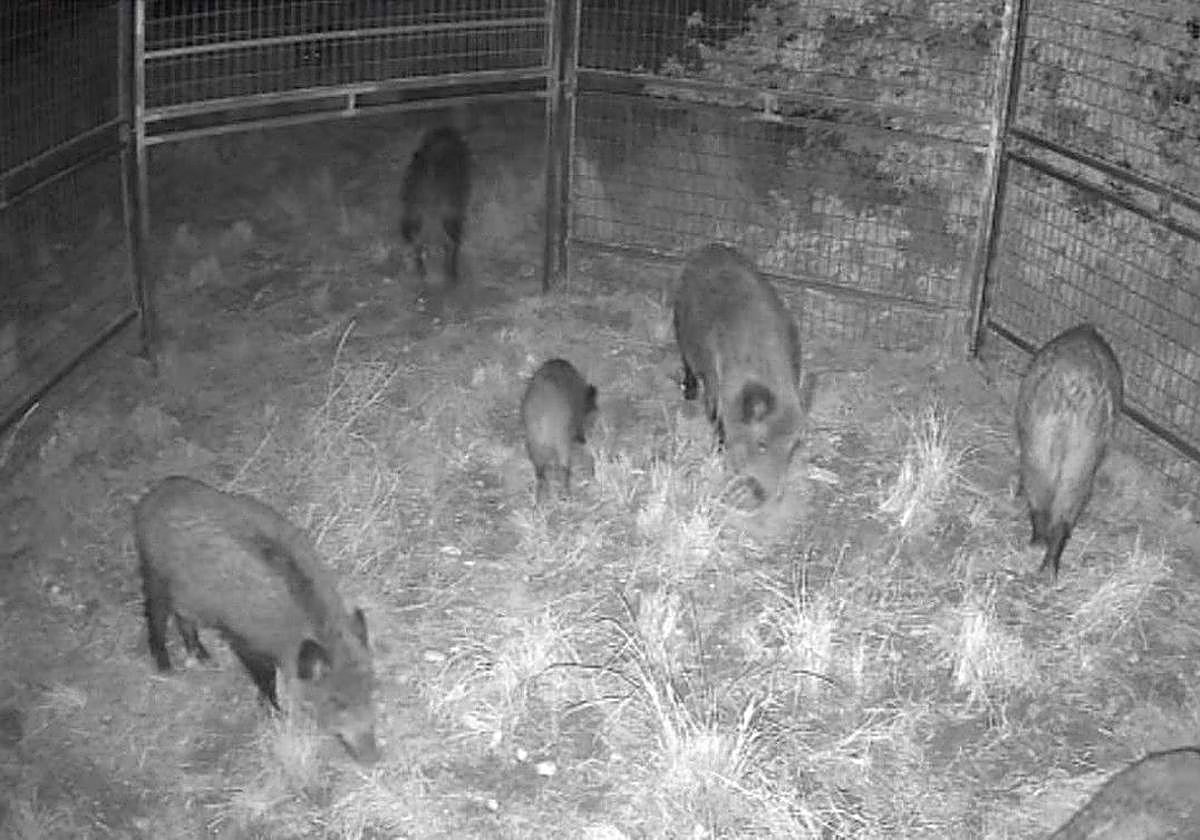 Jabalíes en una de las jaulas de Dénia.