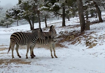 Estampa de película en el Safari de Aitana con elefantes, cebras y jirafas en la nieve