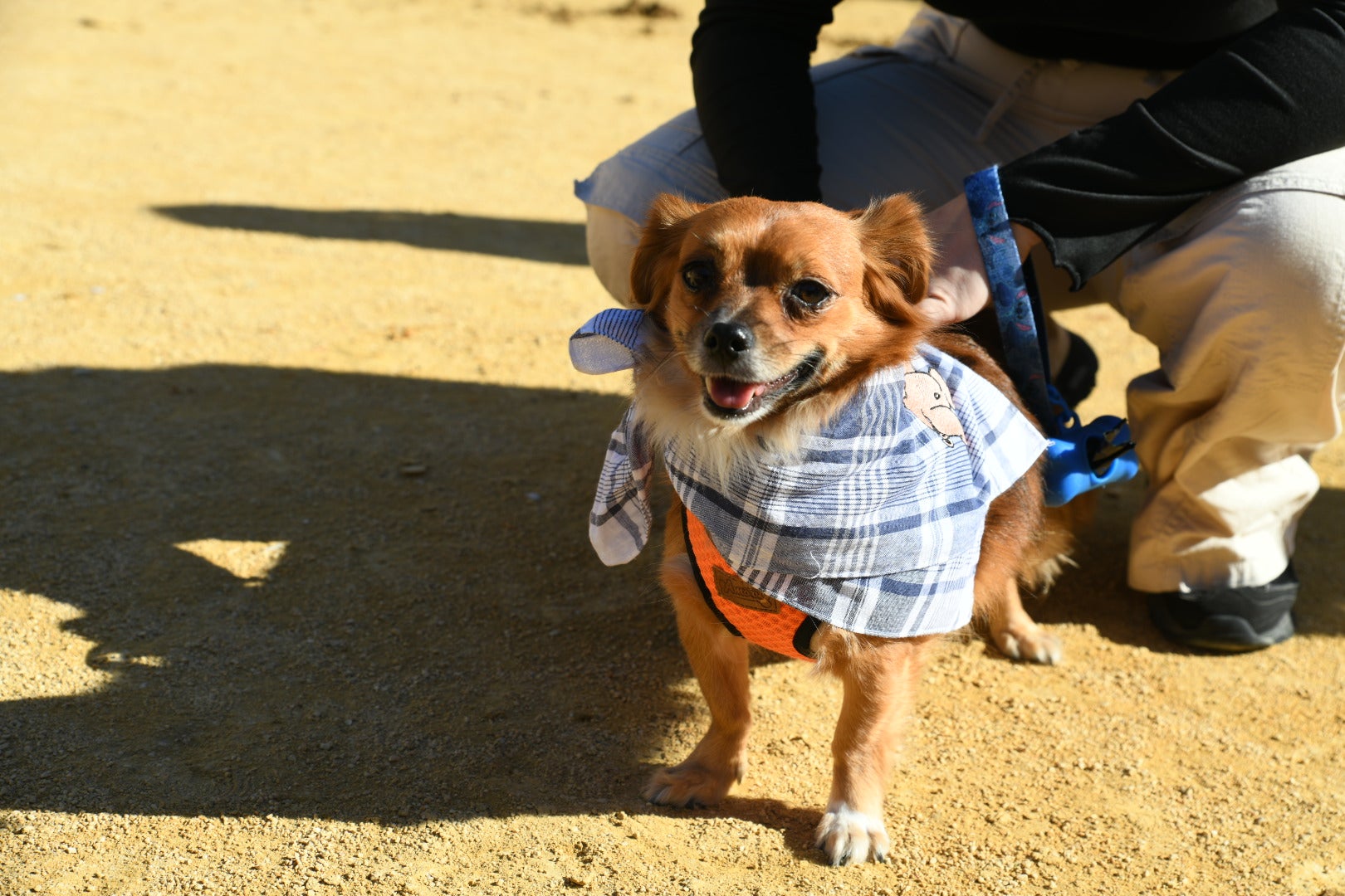 Bendición de animales en Alicante por San Antón, busca las fotos de tu mascota