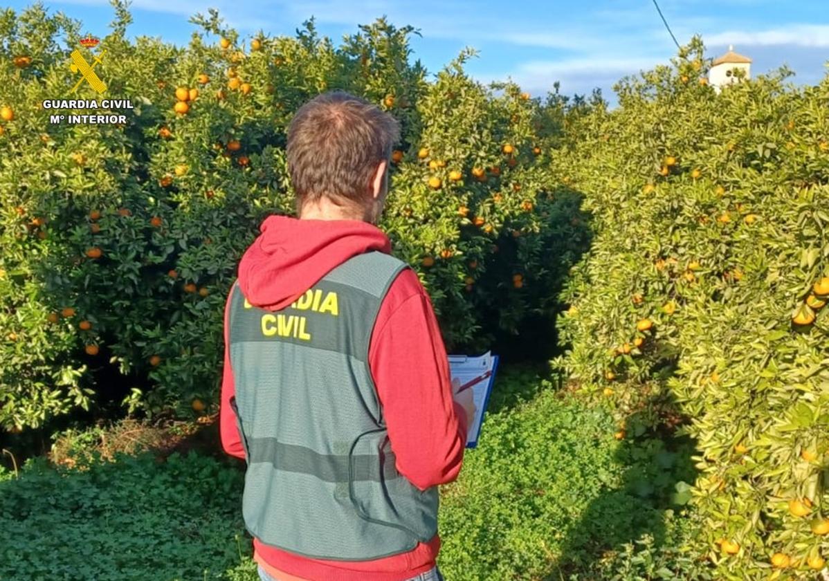 Un agente de la Guardia Civil de Calp en el lugar de la actuación.