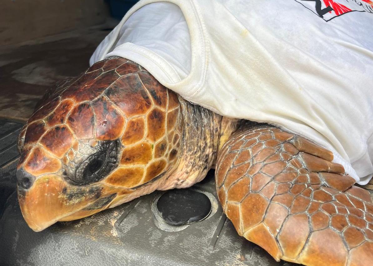 Imagen secundaria 1 - Una embarcación rescata a una tortuga herida en Dénia