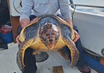 Una embarcación rescata a una tortuga herida en Dénia