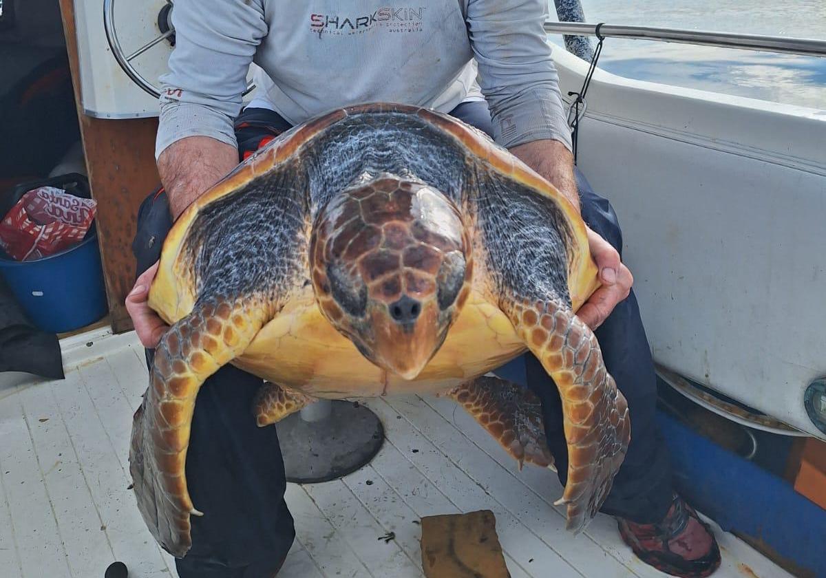 Imagen principal - Una embarcación rescata a una tortuga herida en Dénia 