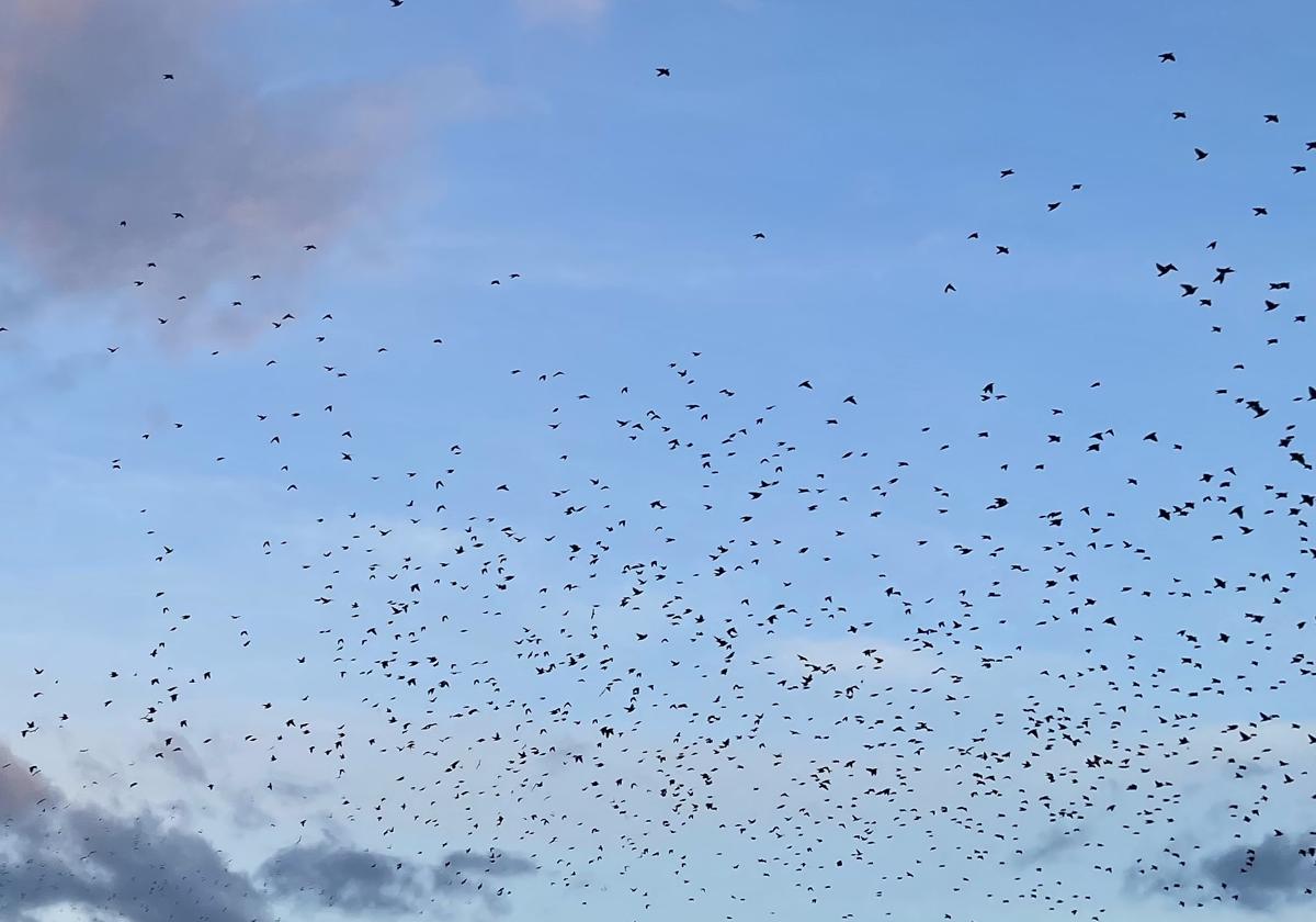 Una bandada de estorninos surca el cielo de Alicante.