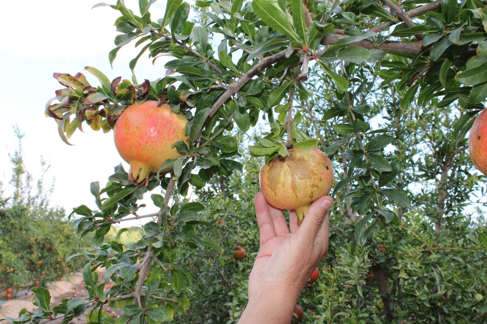 Pomegranate affected by thrips.