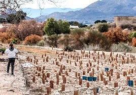Semana de la reforestación de Elda.