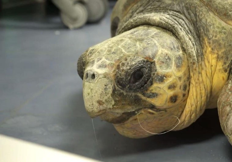 The rescued turtle, at the Oceanogràfic, still with the hook in its mouth.