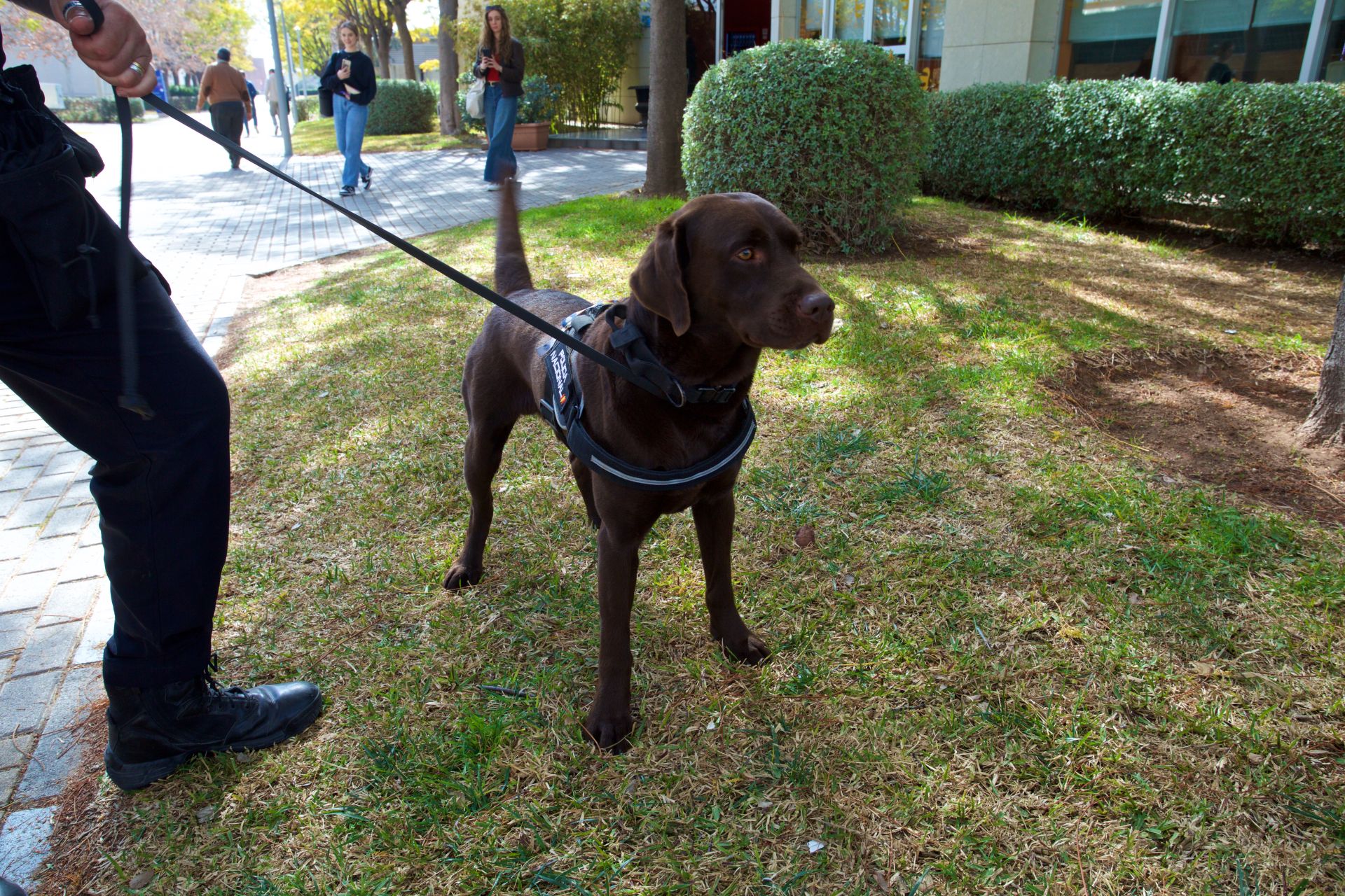 El macrosimulacro de la UA con la Policía Nacional, en imágenes