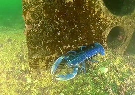 Ejemplar de bogavante europeo.