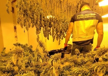El fuerte hedor descubre un laboratorio de marihuana en una vivienda de un municipio de Alicante