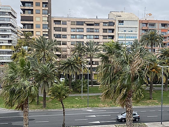 Efectos del viento en las palmeras ubicadas en la avenida del Puerto.