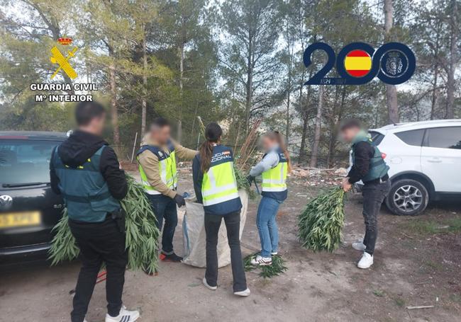 Agents dismantle a marijuana paradise in an Alicante village.