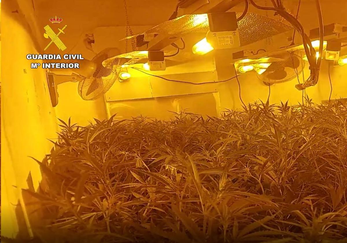 Imagen principal - Agentes desmantelan un paraíso de la marihuana en un pueblo de Alicante.