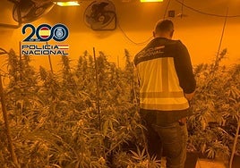 Imagen de las plantas de marihuana cultivadas en el interior de la vivienda alquilada en Dénia.