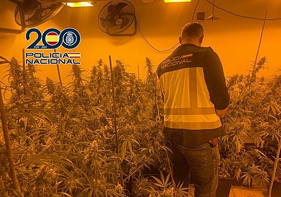 Imagen de las plantas de marihuana cultivadas en el interior de la vivienda alquilada en Dénia.