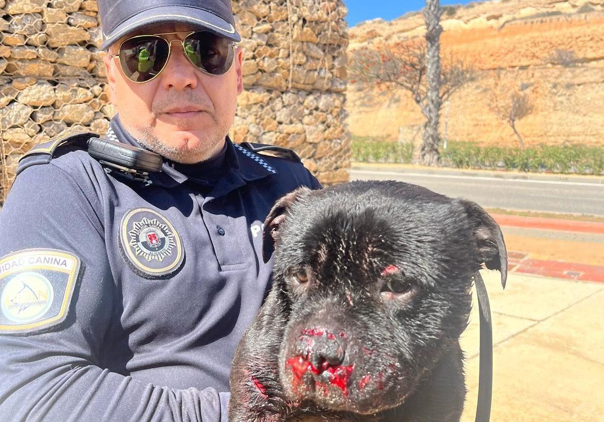 A Local Police Officer in Alicante Saves Injured Puppy After Dog Fight