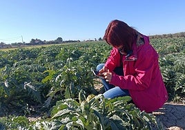 La aplicación permite registrar los tratamientos fitosanitarios.