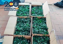 Imagen de parte de las plantas incautadas por la Policía Nacional