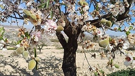Almendro en la montaña de Alicante.