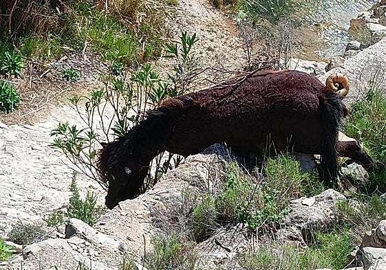 El caballo muerto encontrado en el barranco.
