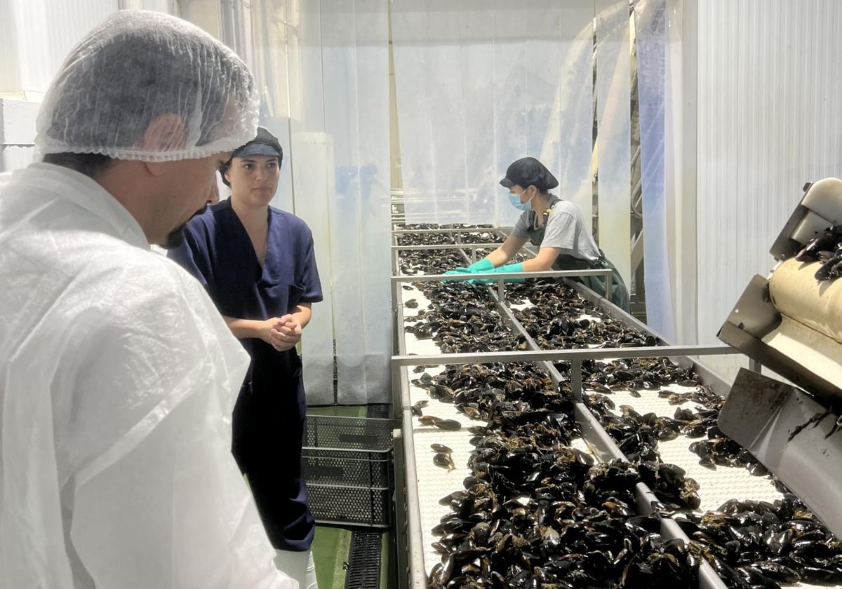 Segunda vida para los mejillones: de residuo marino a producto de valor en agricultura