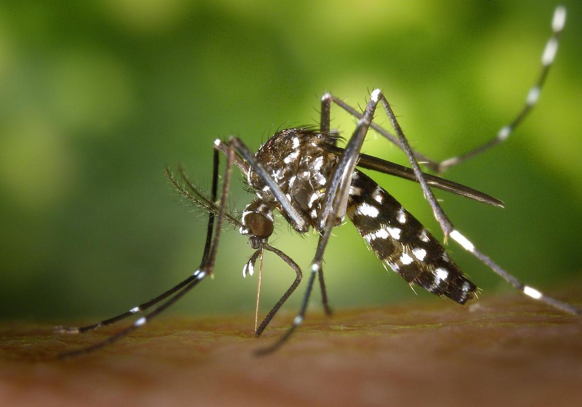 New Technique to Control Tiger Mosquito in Alicante: Release of Sterilised Males with Gamma Rays