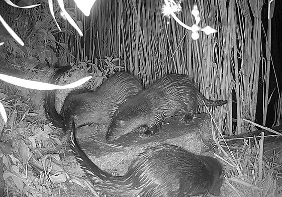 Nutrias en Guardamar del Segura.