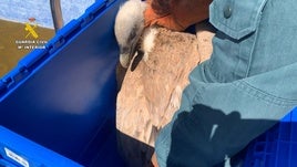 Rescate de un buitre en una piscina de Ibi.