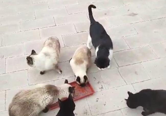 Varios gatos en el albergue.