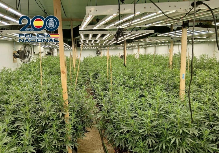 Plantación de marihuana en Orihuela.