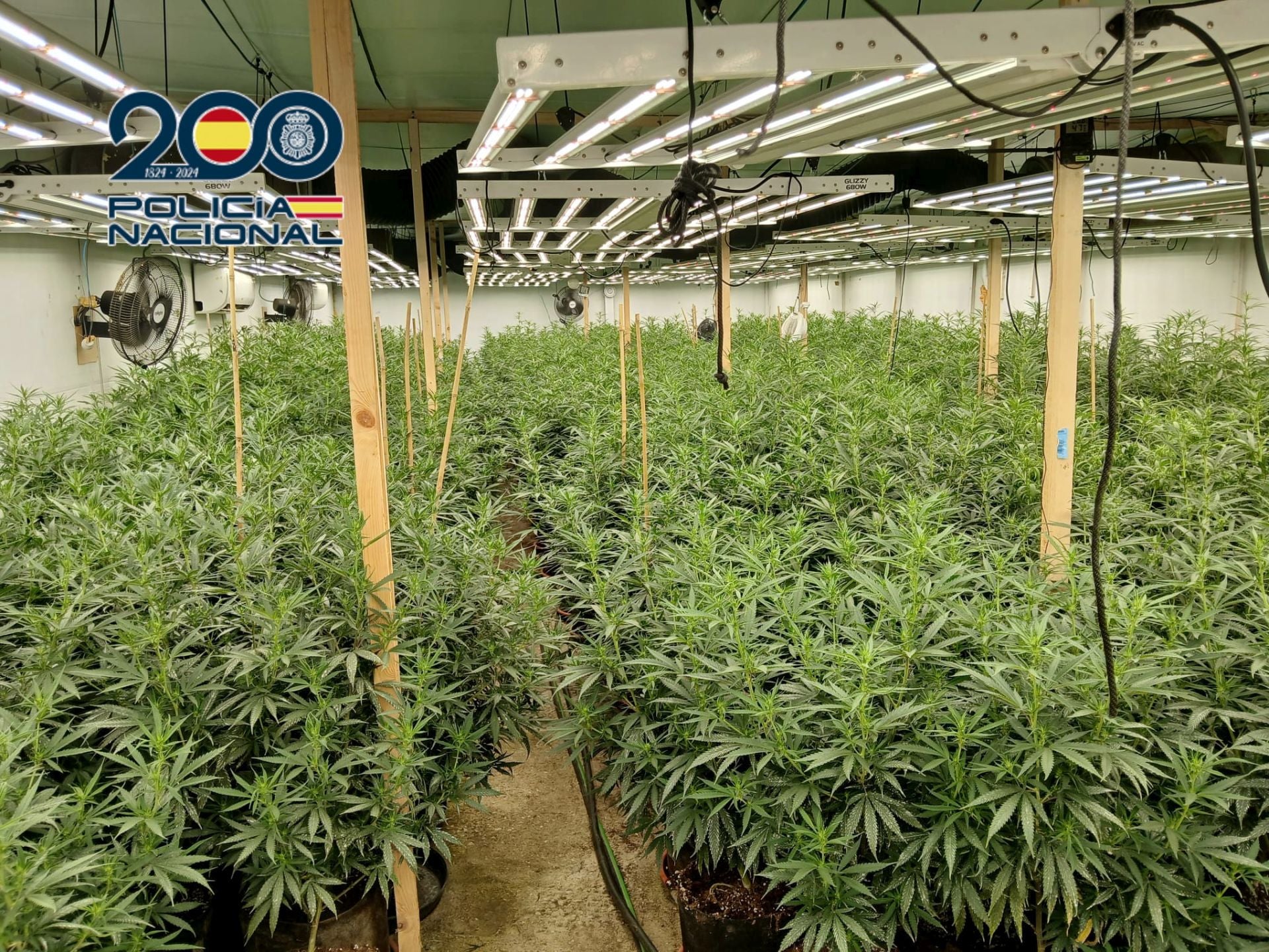 Los cortes de luz frecuentes en un vecindario de Orihuela destapan un macrocultivo de casi 800 plantas de marihuana