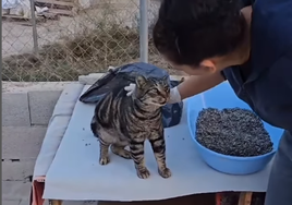 Una voluntaria con uno de los gatos del albergue.