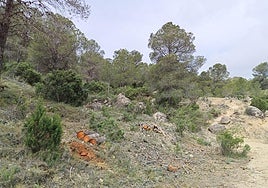 Trabajos en el monte Cámara.