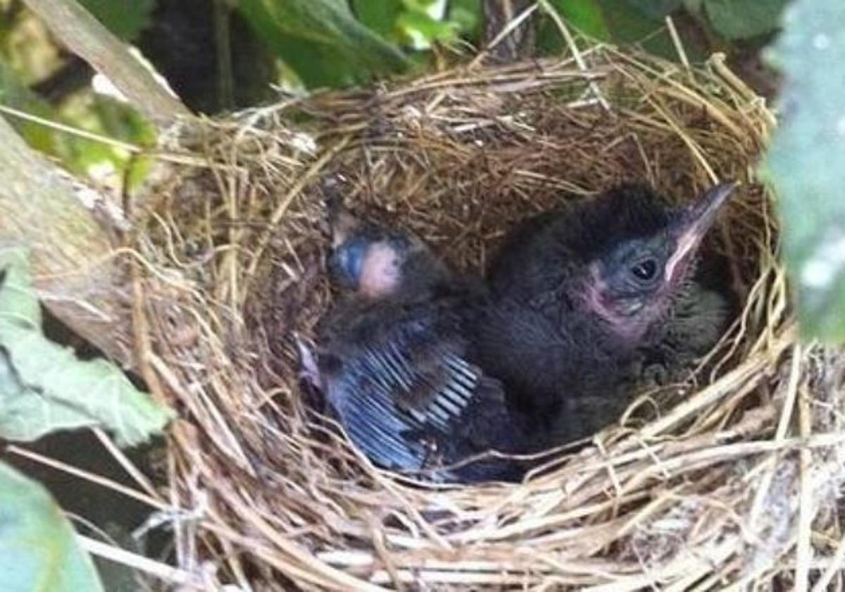 Chicks in a nest, in an archive image.