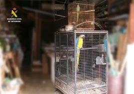 The two illegal exotic birds seized.