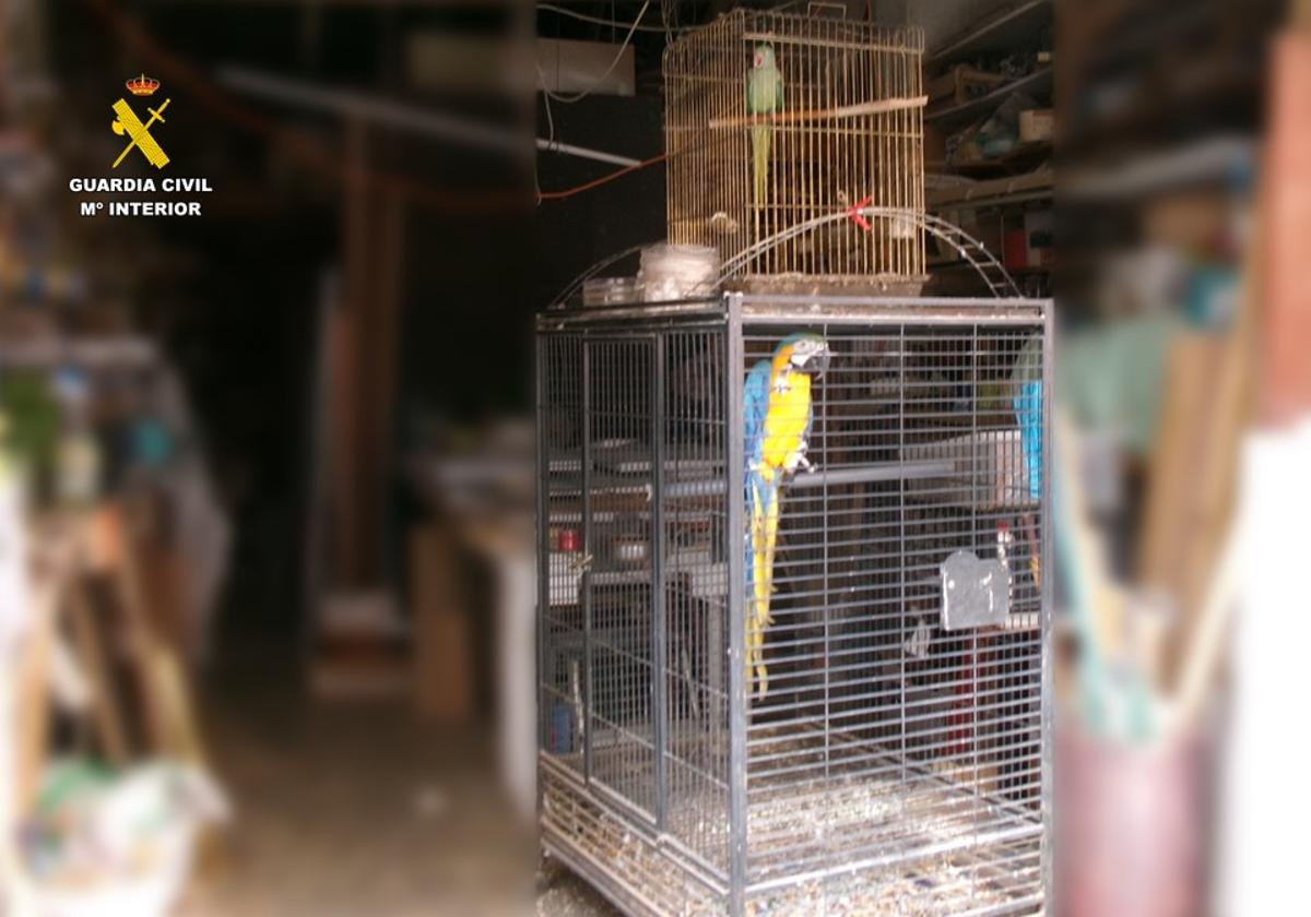 Las dos aves exóticas ilegales intervenidas.