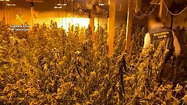 Plantación de marihuana en Almoradí.