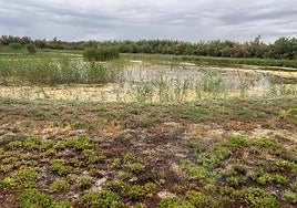Parque Natural del Hondo.