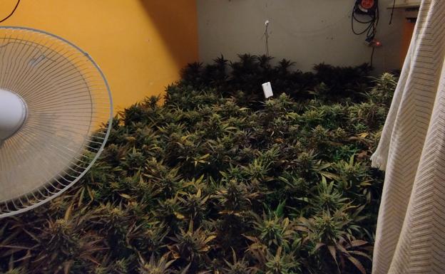 The detainees were involved in the indoor cultivation of marijuana plantations.