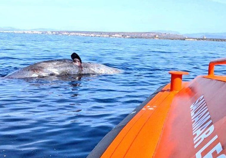 Cachalote rescatado por la patrullera Salvamar Leo.
