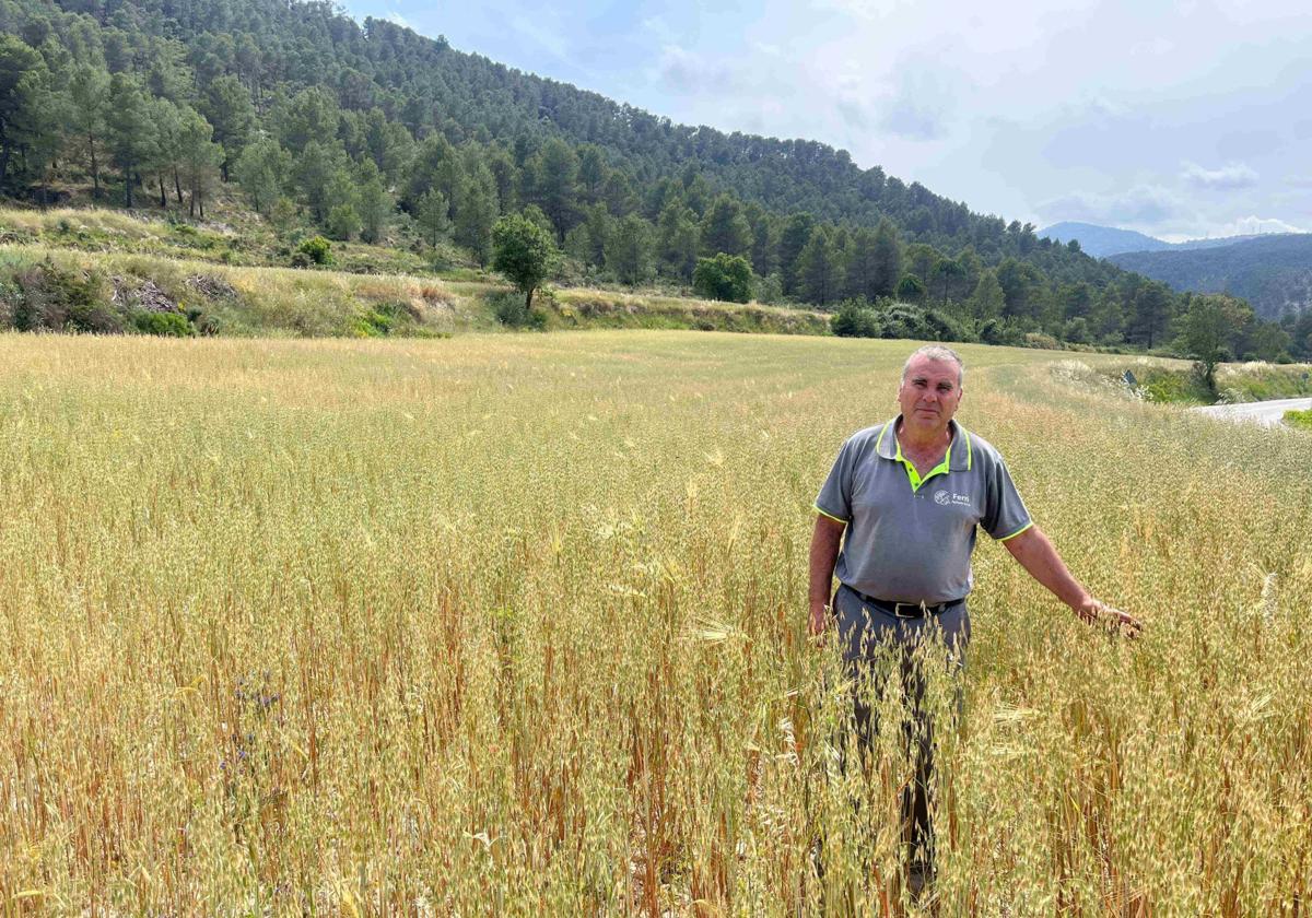 Un agricultor posa en un campo de cereales de Alicante.
