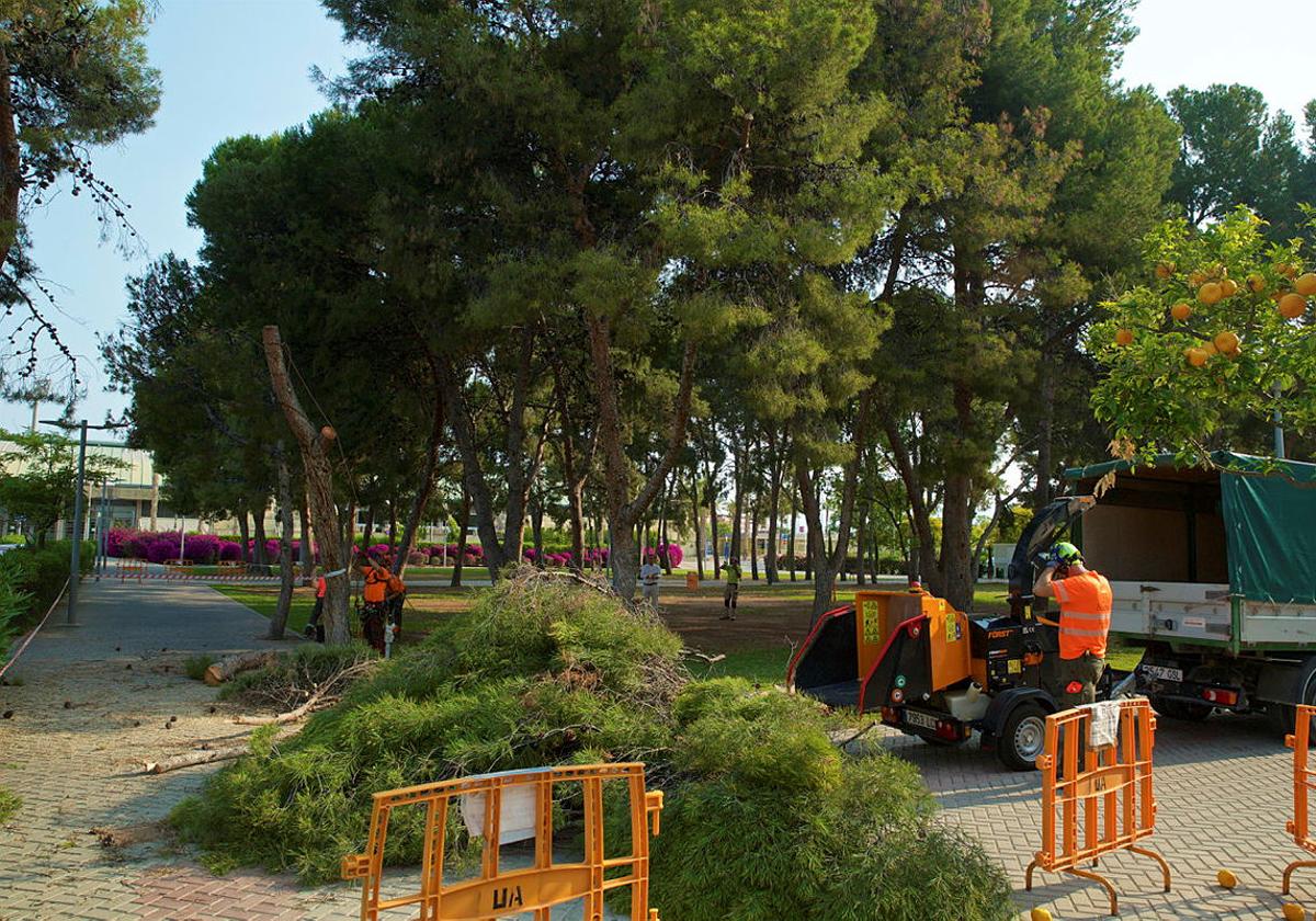 Tree felling at the University of Alicante.