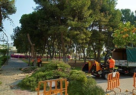 Tala de árboles en la Universidad de Alicante.