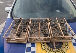 Las jaulas con los jilgueros de contrabando, en el coche policial.